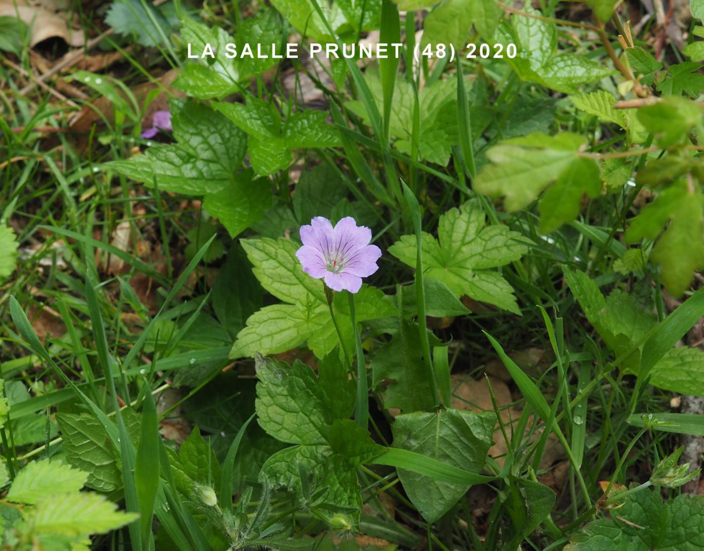 Cranesbill, Knotted plant